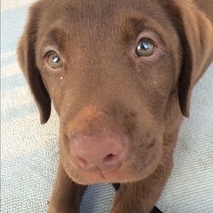 Meet your Posher, Lori